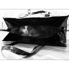 - cat in a bag -