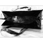 - cat in a bag -