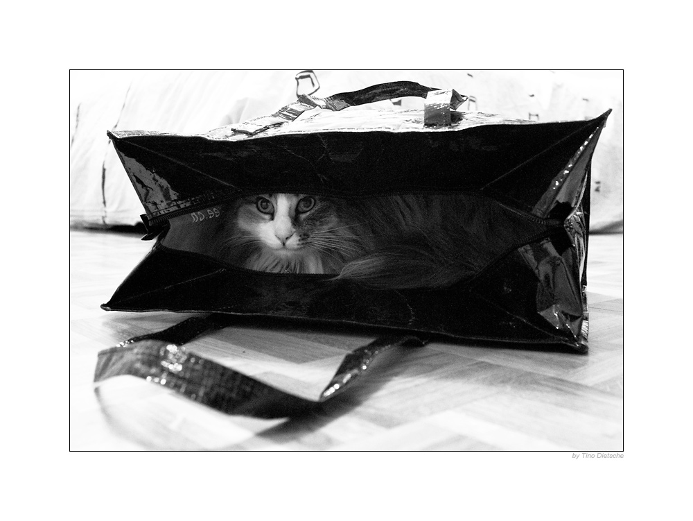 - cat in a bag -