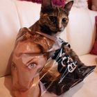 Cat in a Bag