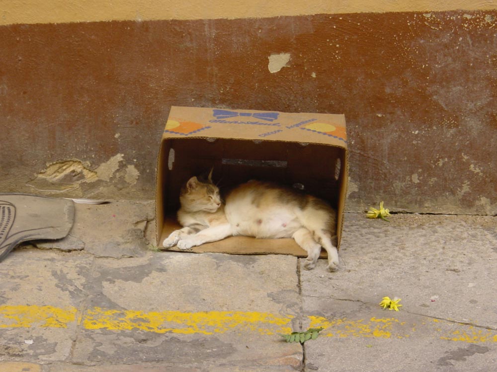 Cat in a Box