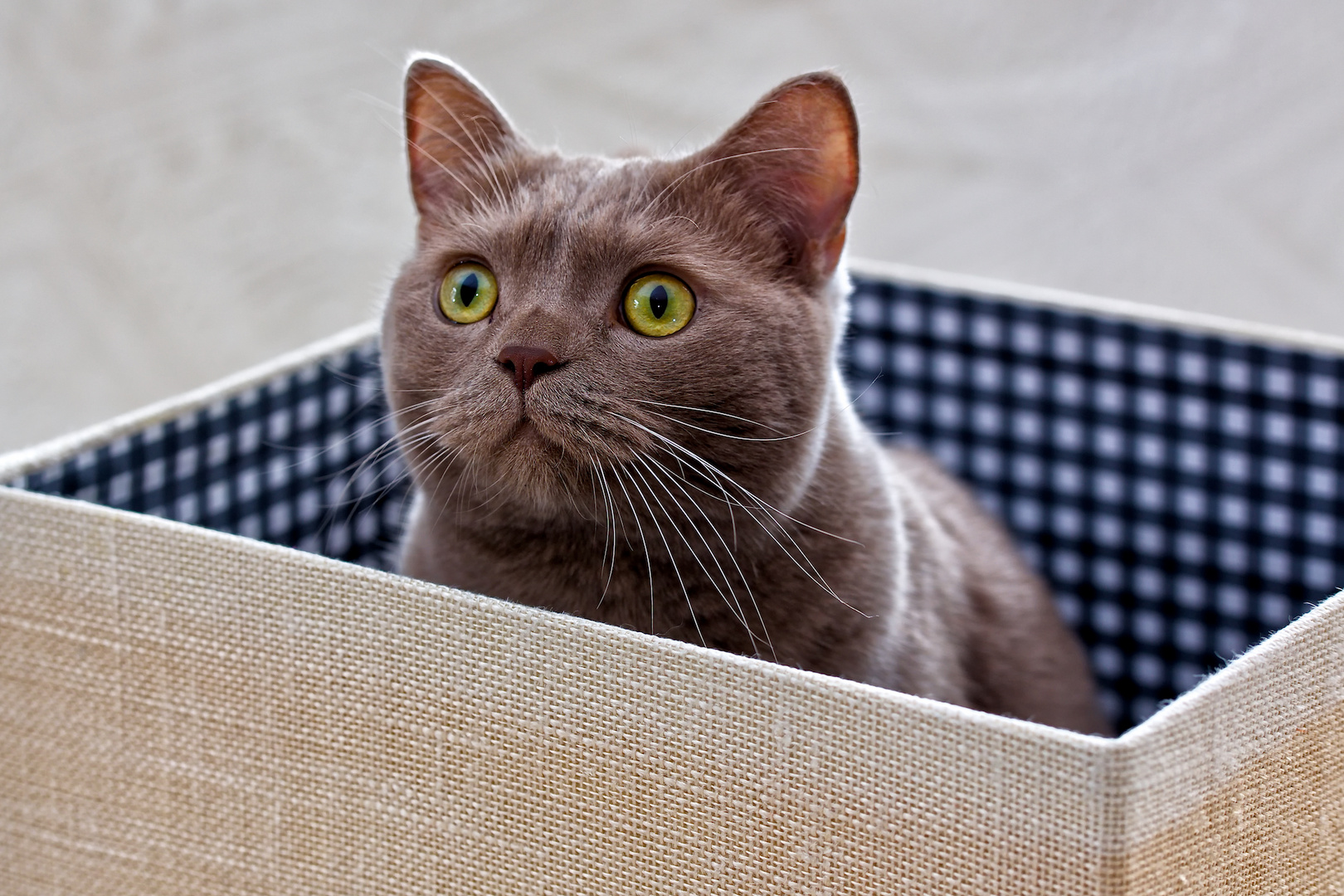 cat in a box