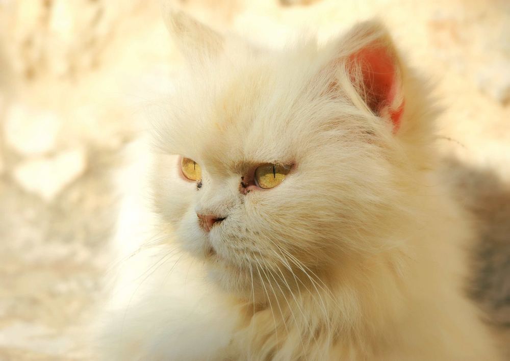 cat in a monastry in Crete