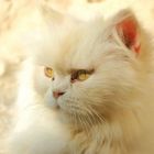 cat in a monastry in Crete