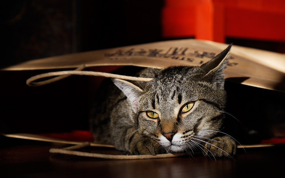 Cat In A Paper Bag