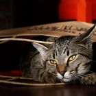 Cat In A Paper Bag