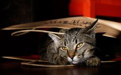 Cat In A Paper Bag