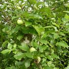 Cat in a tree