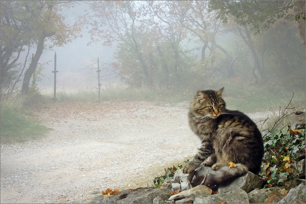 Cat in autumn