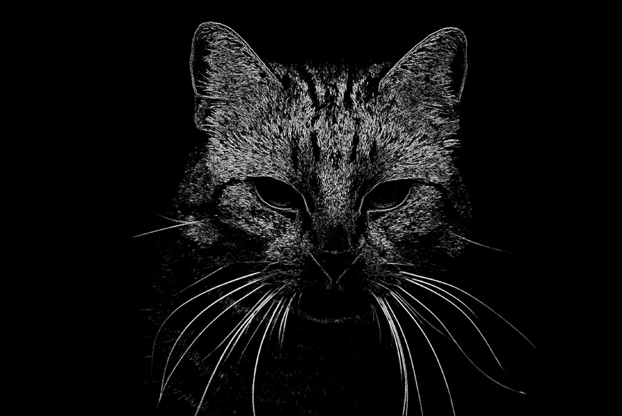 CAT IN BLACK & WHITE