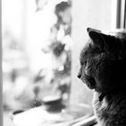 Cat in b/w