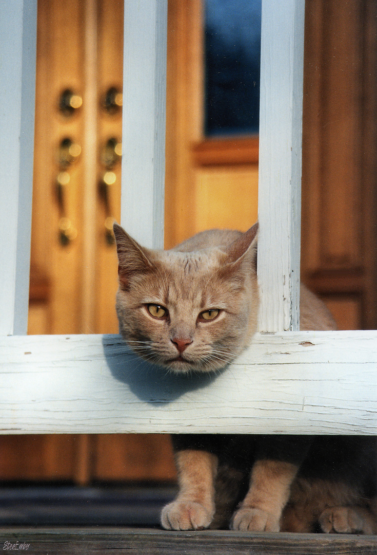 Cat-in-Gate