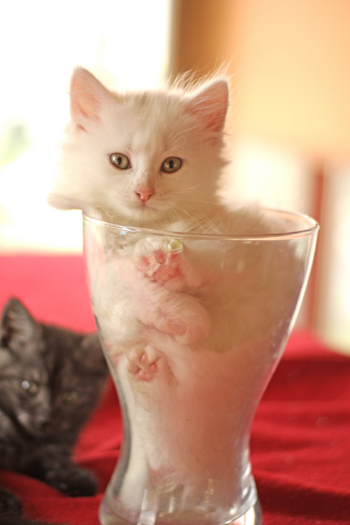 Cat In Glass