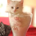 Cat In Glass