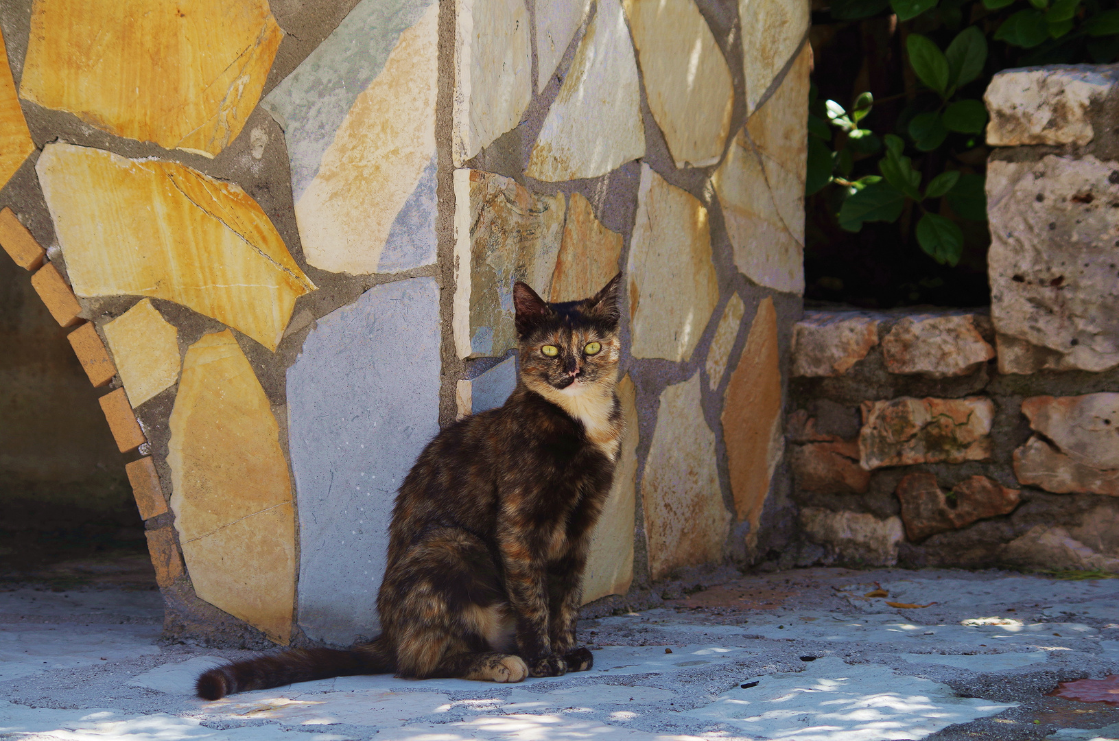 Cat in Greece