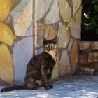 Cat in Greece