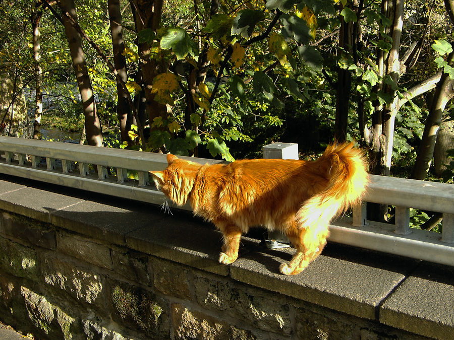 Cat in Hebden Bridge