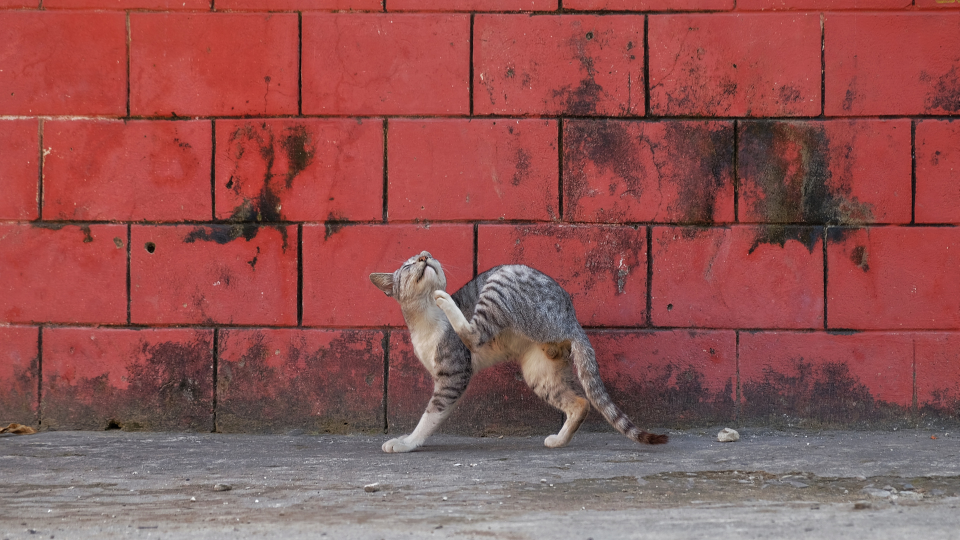 Cat in Hsipaw, Shan State, Myanmar