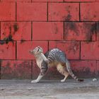 Cat in Hsipaw, Shan State, Myanmar