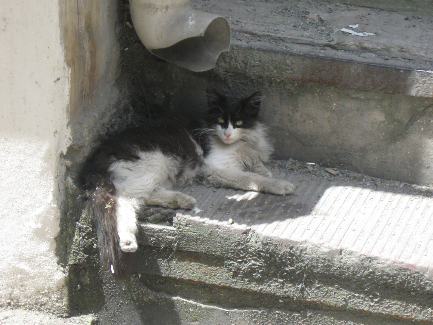 Cat in Istanbul