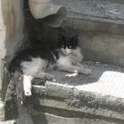 Cat in Istanbul