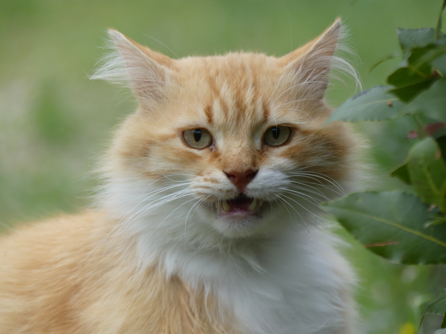 Cat in Italy