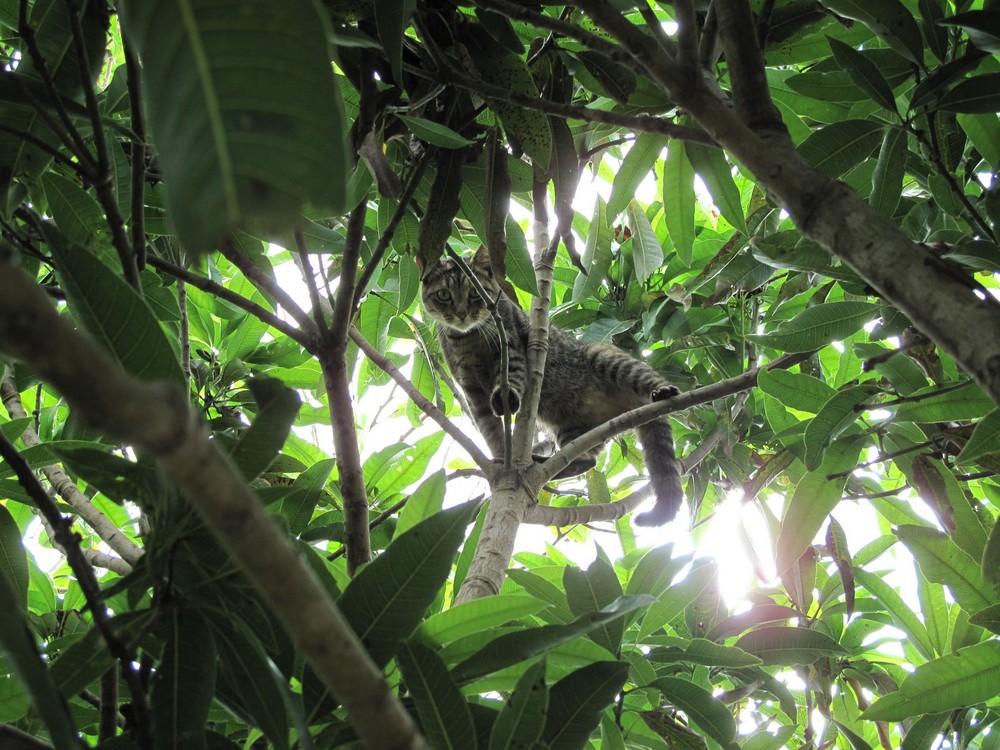 Cat in light