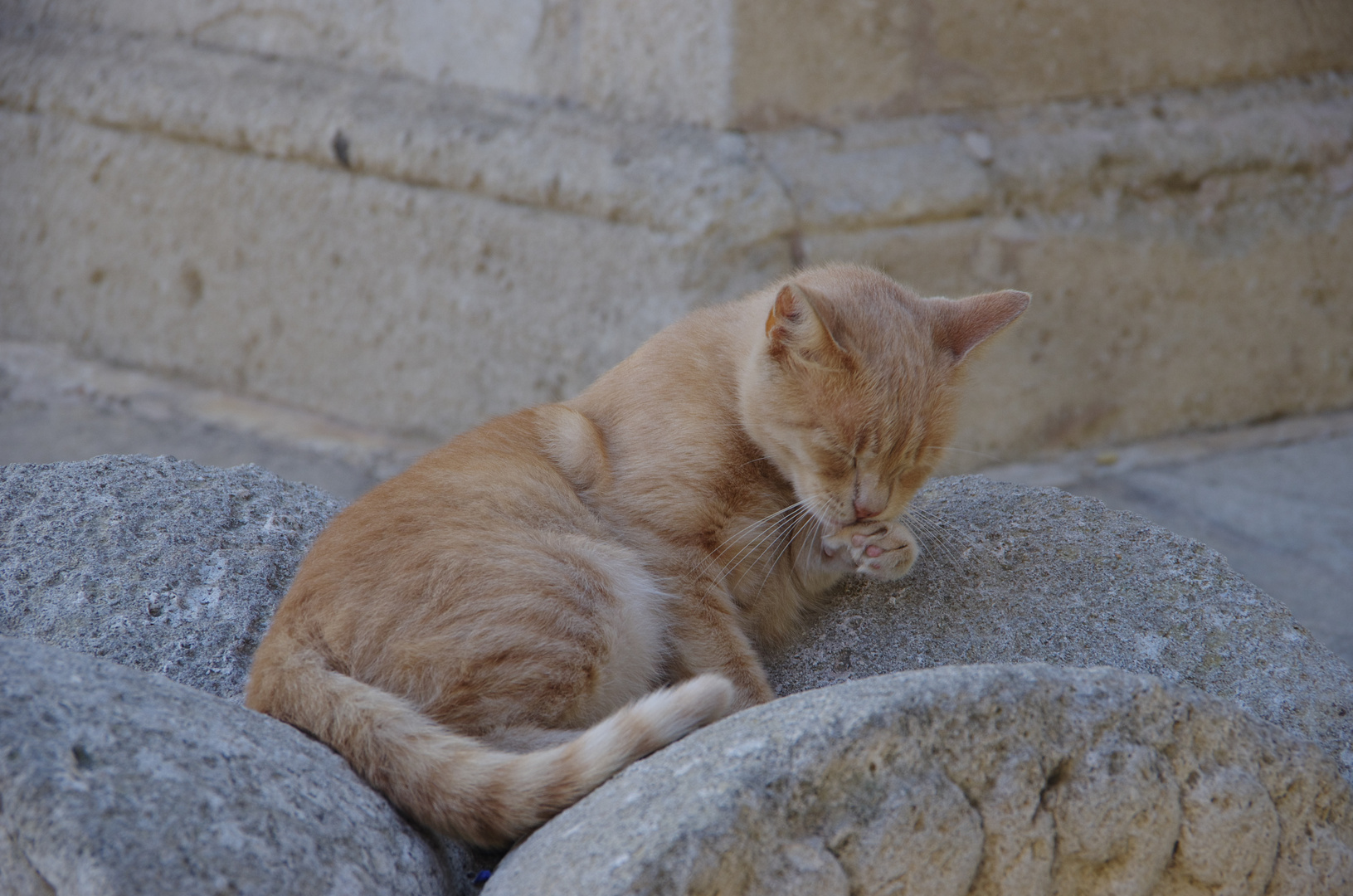 Cat in Malta