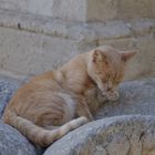 Cat in Malta