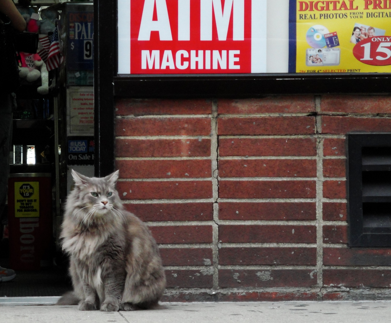 Cat in Manhattan