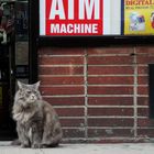 Cat in Manhattan