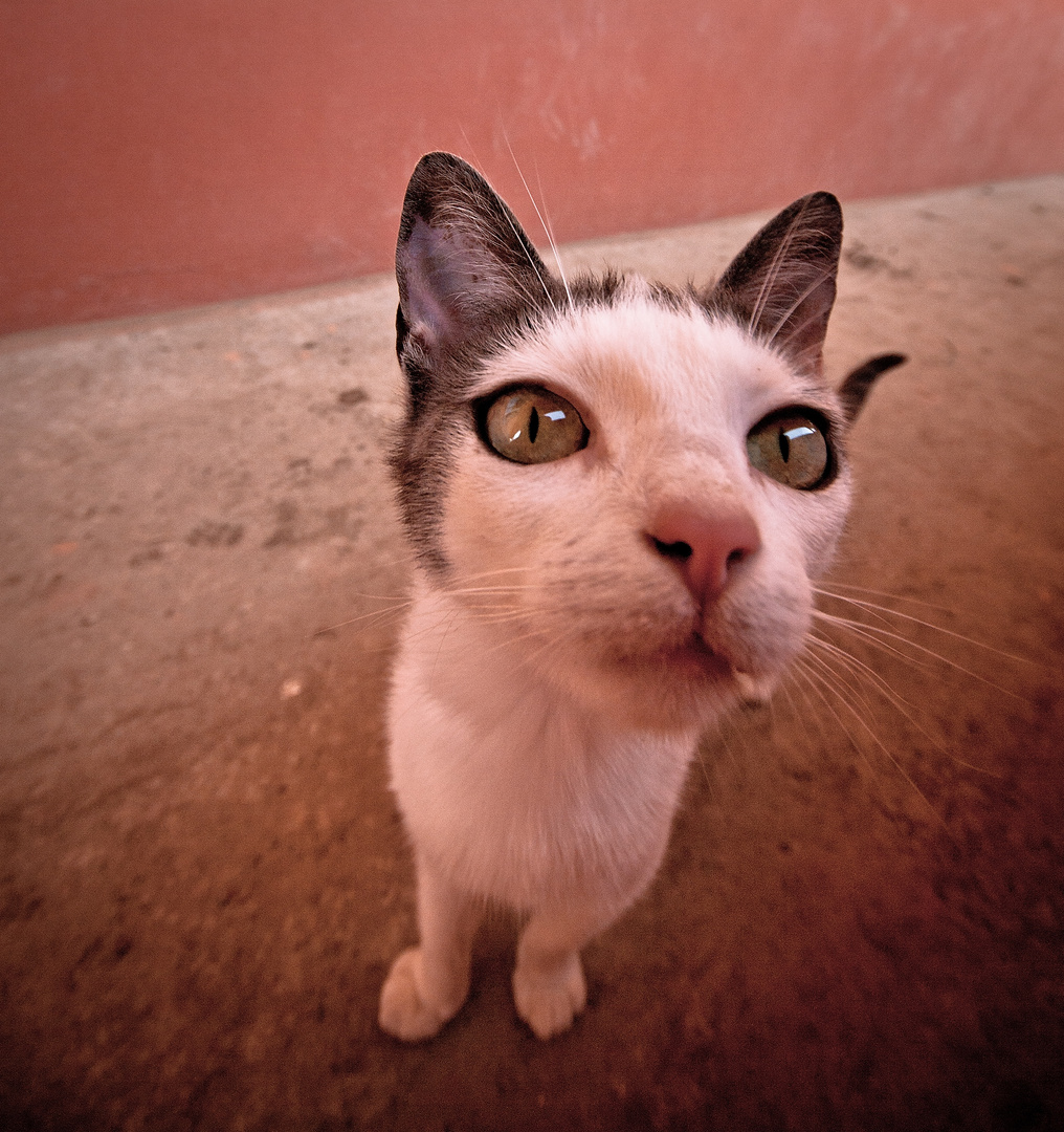 cat in red