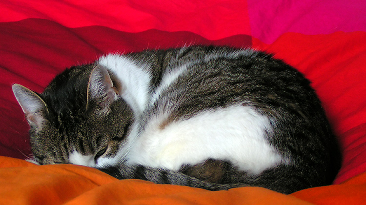 --- cat in red bed ---