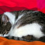 --- cat in red bed ---