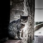 Cat in San Gimignano