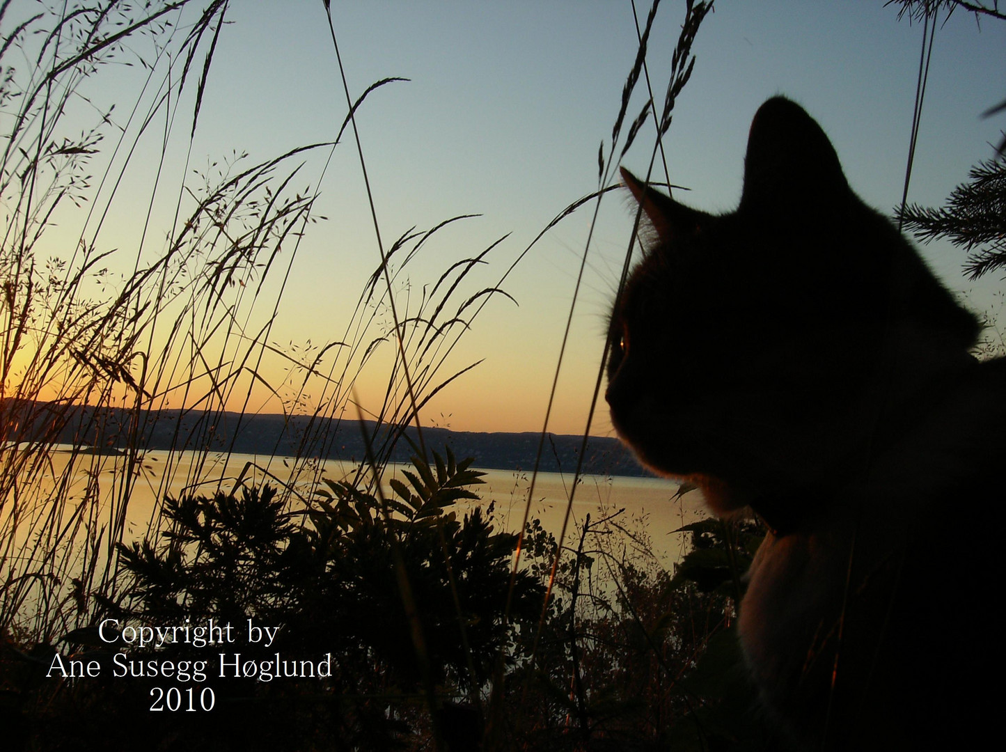 Cat in Sunrise