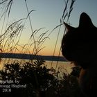 Cat in Sunrise