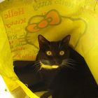 Cat in the Bag