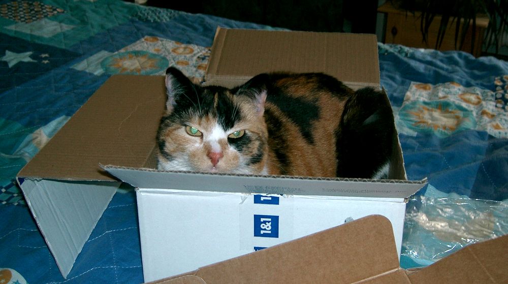 Cat in the Box