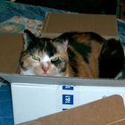 Cat in the Box