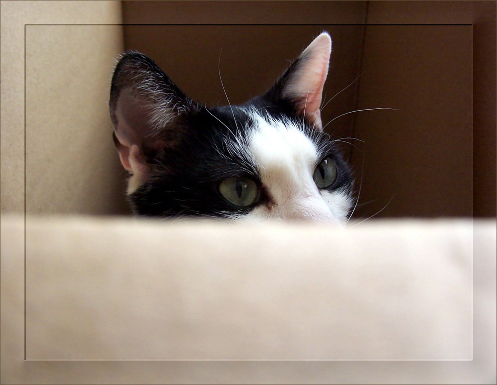 Cat In The Box