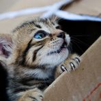 Cat in the Box III