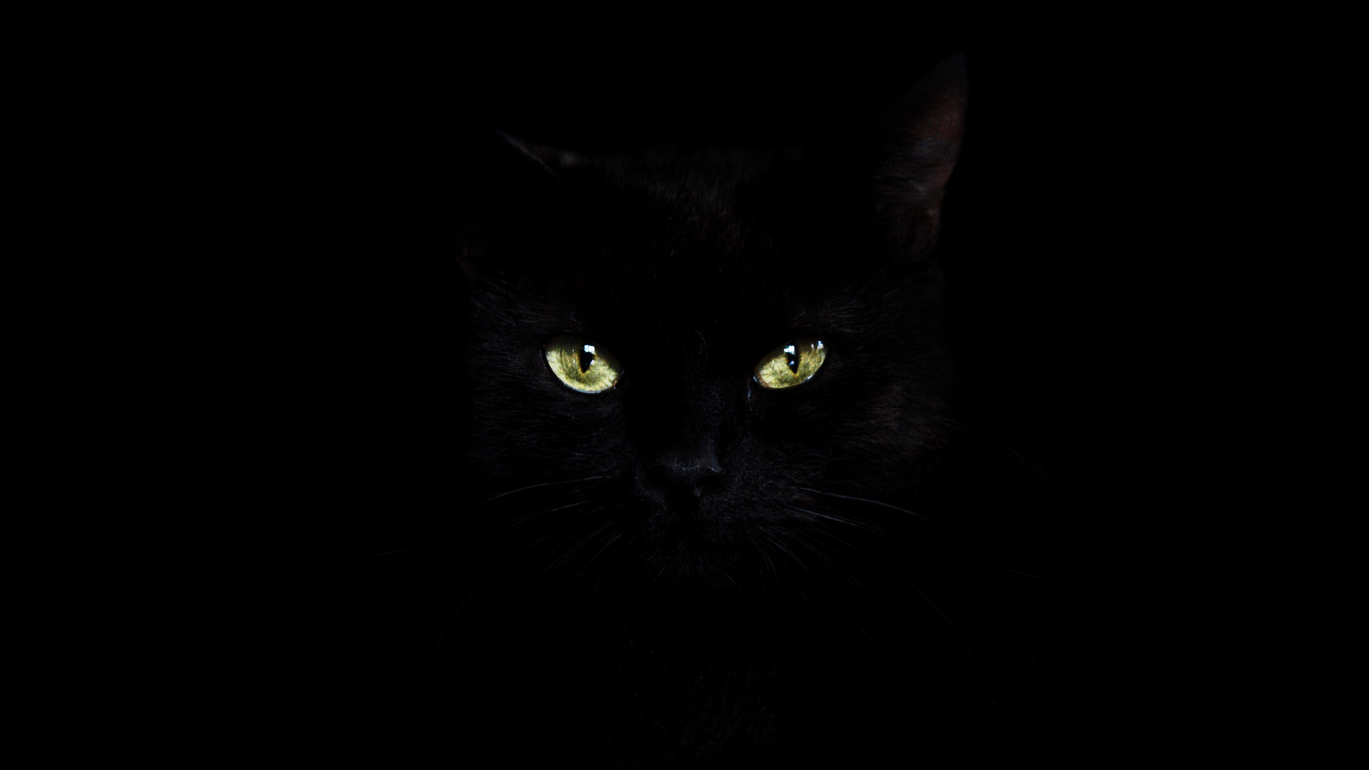 Cat in the Dark