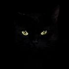 Cat in the Dark