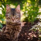 CAT in the garden 