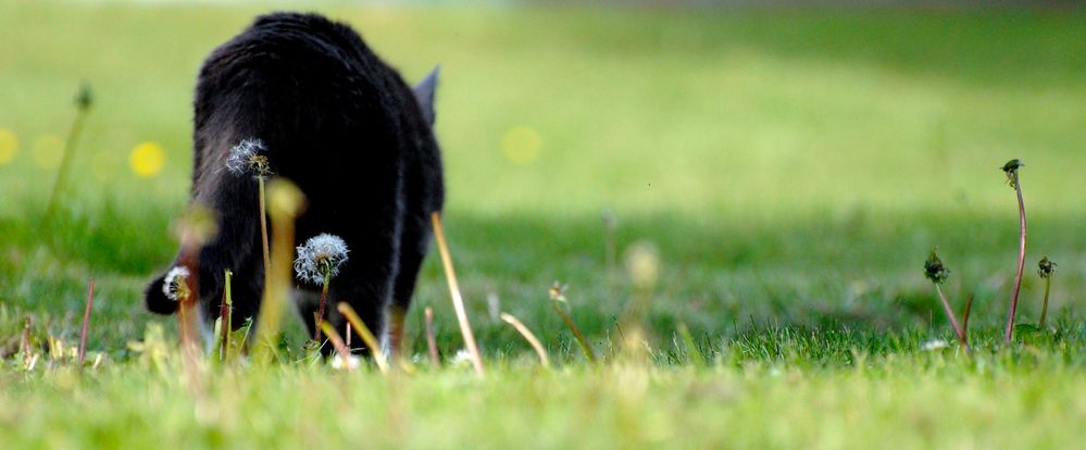 cat in the grass.