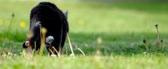 cat in the grass.