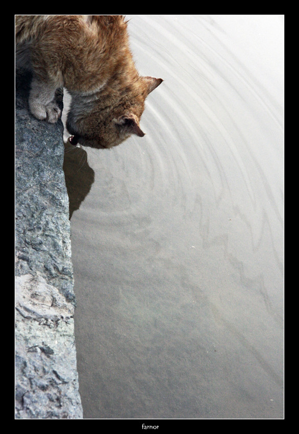 cat in the jamshidiye park