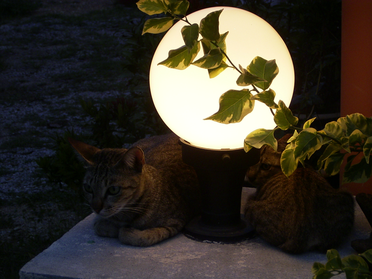 Cat in the light