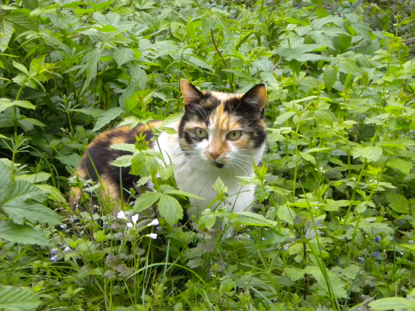 Cat in the meadow